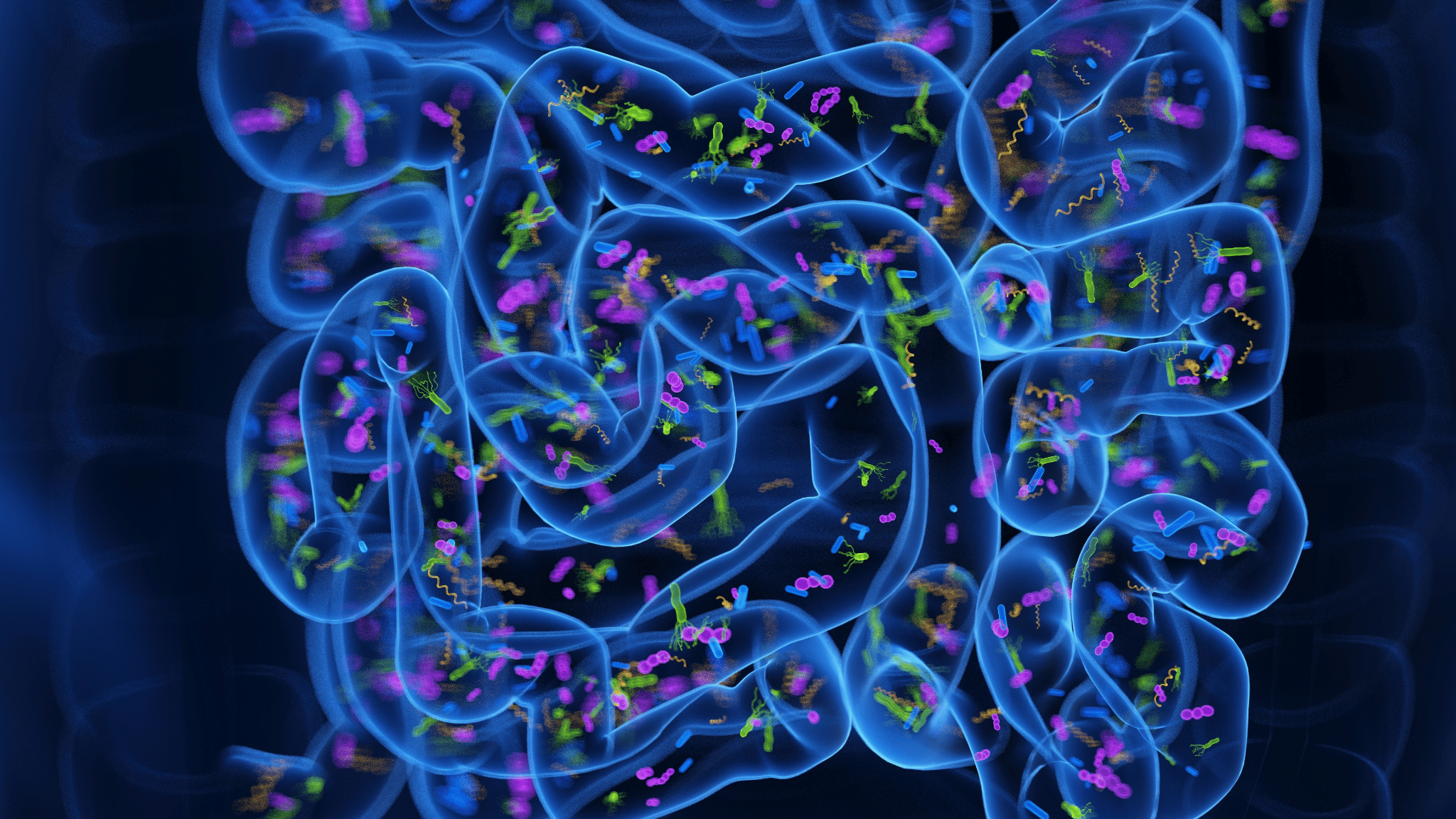 The Gut Microbiome and Digestion in Menopause
