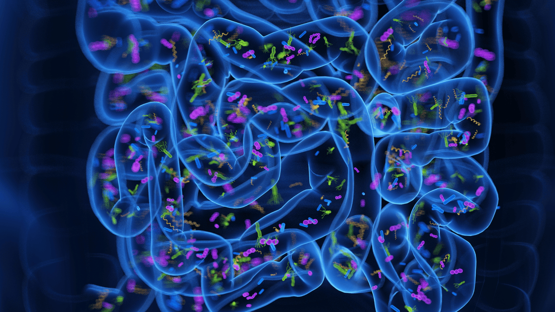 The Gut Microbiome and Digestion in Menopause - BOMIMO
