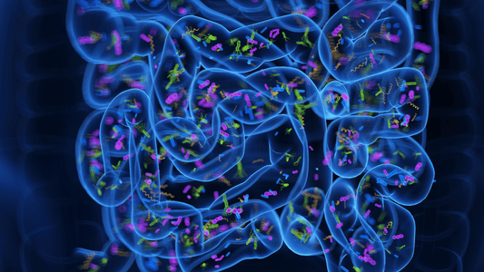 The Gut Microbiome and Digestion in Menopause - BOMIMO